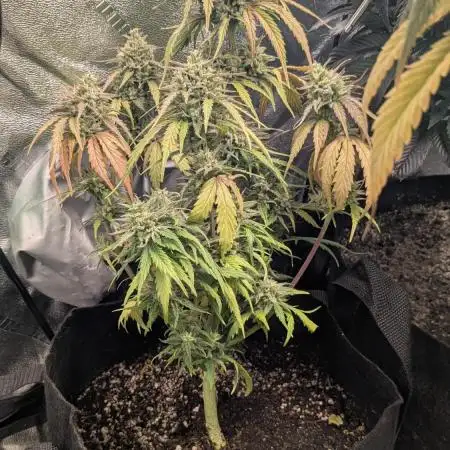 Banana Jealousy Auto IBL 80 Day