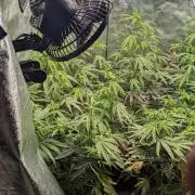 Bloom Seed Co.  Rainbow Vapor clone