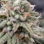 Rainbow Vapor, Key Lime Guava run