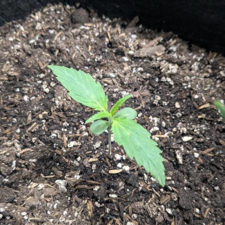 Banana Jealousy Auto IBL 80 Day