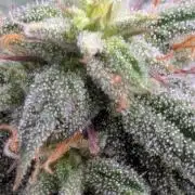 Rainbow Vapor, Key Lime Guava run