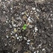 Banana Jealousy Auto IBL 80 Day