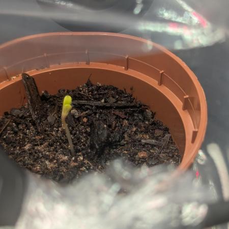 The Tropicana Protocol