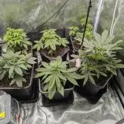 7 fem seeds organic & mineral hybrid