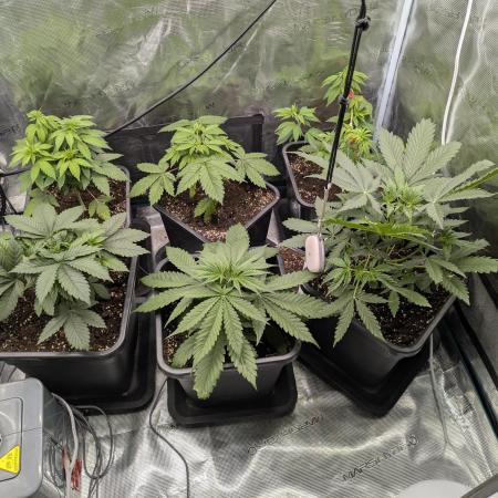 7 fem seeds organic & mineral hybrid