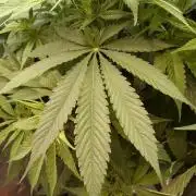 6 strains hybrid+whole bunch of sabotage