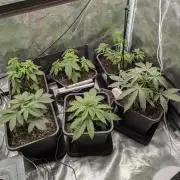 7 fem seeds organic & mineral hybrid