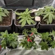 7 fem seeds organic & mineral hybrid