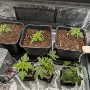 5 strains from feminized seeds