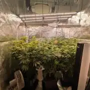 Hybrid bio mineralic jungle madness