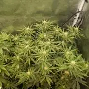 jungle madness mineralic bio hybrid