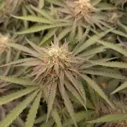 Hybrid bio mineralic jungle madness