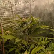 jungle madness mineralic bio hybrid