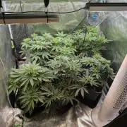 6 strains hybrid+whole bunch of sabotage