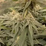 Hybrid bio mineralic jungle madness