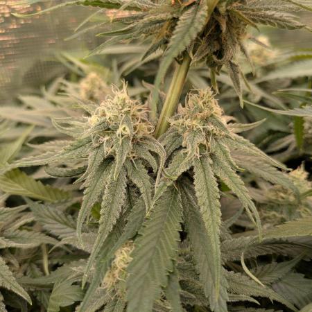 Hybrid bio mineralic jungle madness