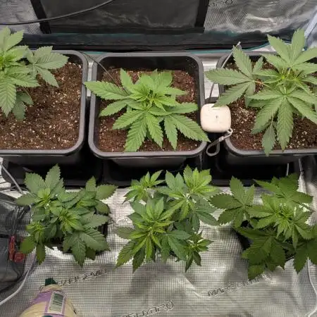 7 fem seeds organic & mineral hybrid