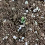 7 fem seeds organic & mineral hybrid