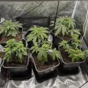 7 fem seeds organic & mineral hybrid