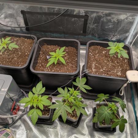 5 strains from fem. seeds