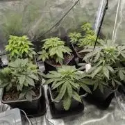 7 fem seeds organic & mineral hybrid