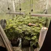 jungle madness mineralic bio hybrid