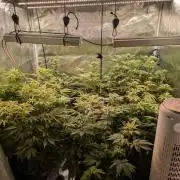 jungle madness mineralic bio hybrid