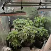 6 strains hybrid+whole bunch of sabotage