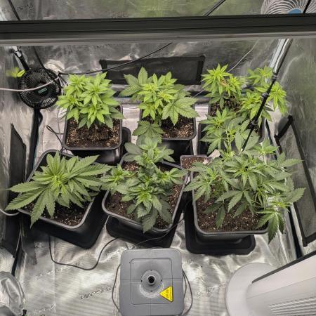 6 strains and a bunch a smartasses