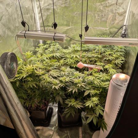 jungle madness mineralic bio hybrid