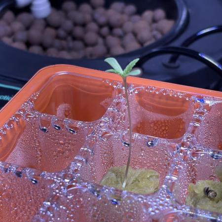 Alien OG AUTO MANIFOLD/CRITICAL-SCROG