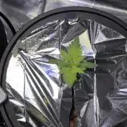 Alien OG AUTO/CRITICAL-SCROG