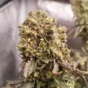 Dutch passion