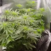 Dutch passion