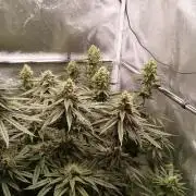 Dutch passion