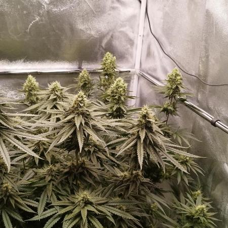 Dutch passion