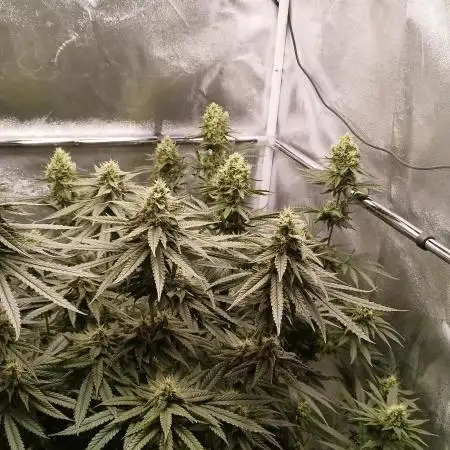 Dutch passion