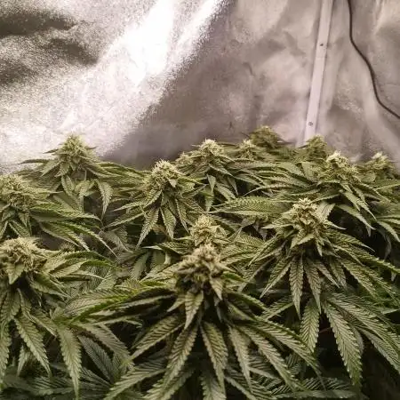 hombreseeds