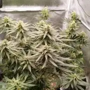 Dutch passion