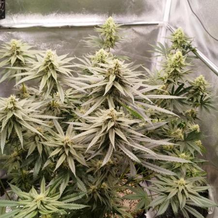 Dutch passion