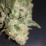 Dutch passion