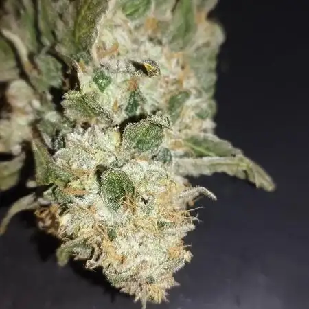 Dutch passion