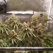 Dutch passion