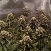 hombreseeds