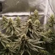 Dutch passion