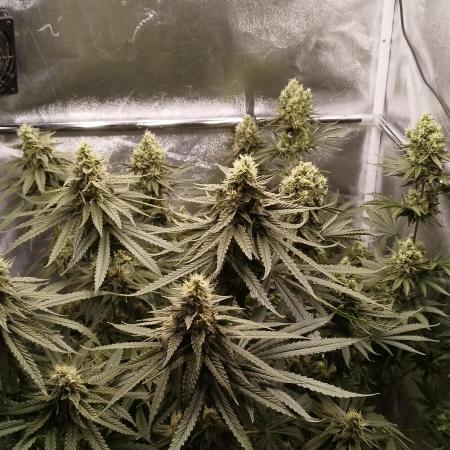 Dutch passion