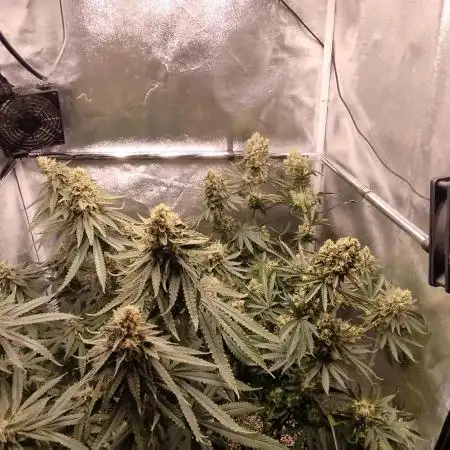 Dutch passion