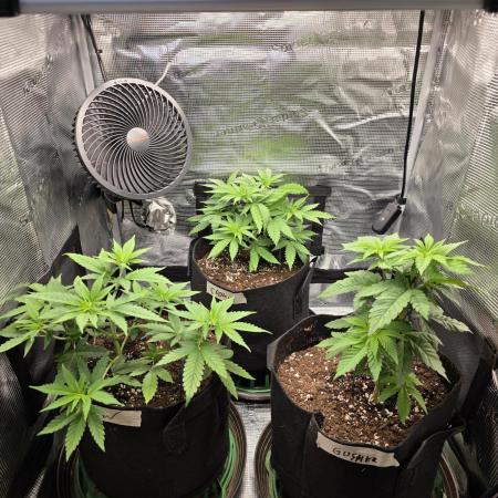 White widow, gushers, tropic cookies