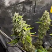 White widow, gushers, tropic cookies