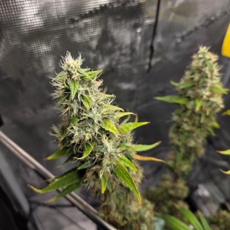 White widow, gushers, tropic cookies